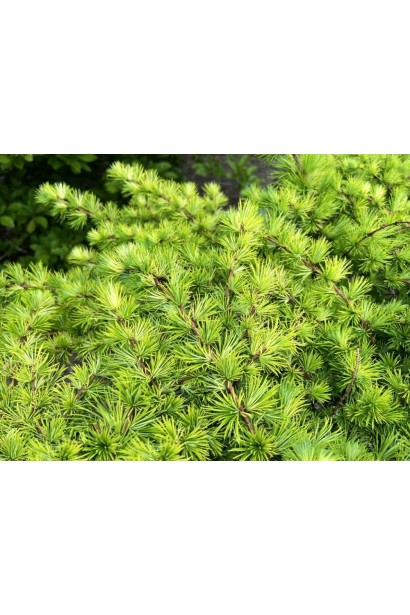 Модрина японська Меджик Голд 